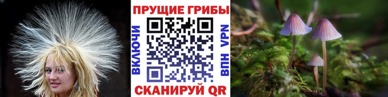 кракен маркетплейс  Северо-Курильск  Псилоцибиновые грибы ЛСД  даркнет сайт 